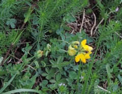Lotus corniculatus corniculatus