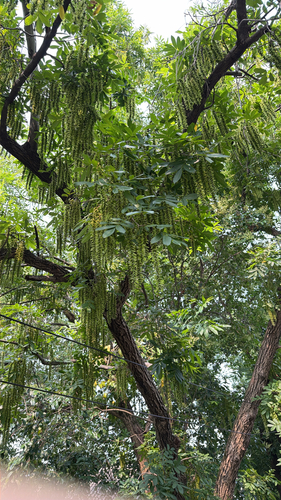 chinese wingnut