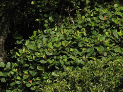 Clusia multiflora