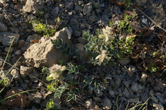 Hedysarum candidum
