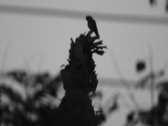 Psittacara holochlorus