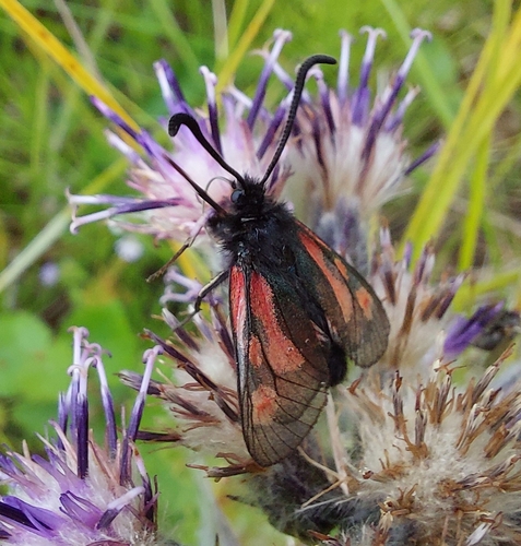 Mountain Burnet