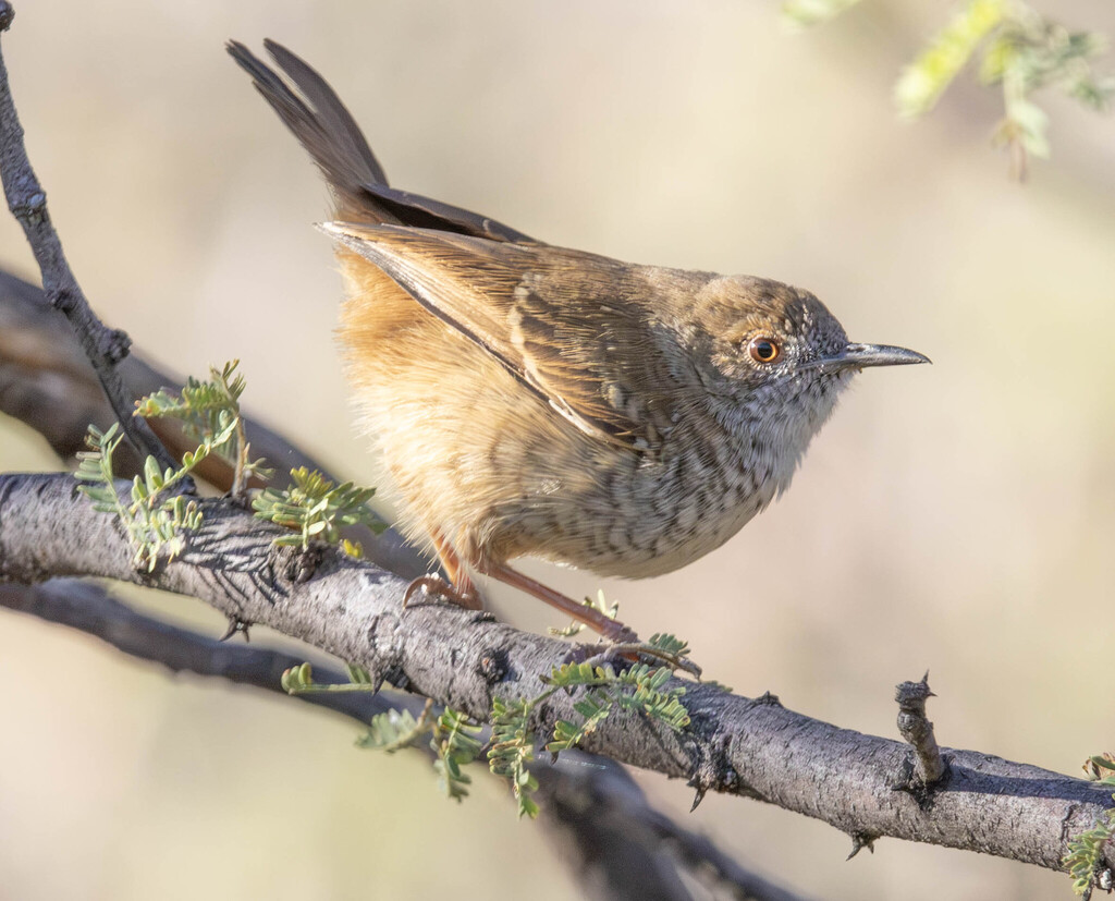 Barred Wren-Warbler