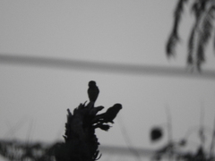 Psittacara holochlorus