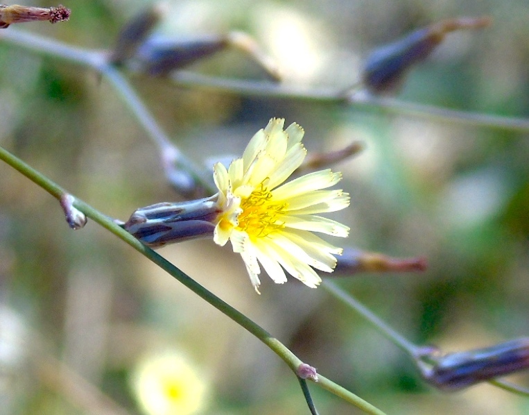Launaea intybacea
