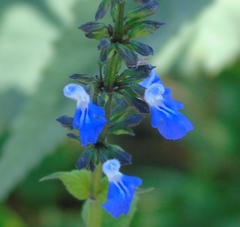 Salvia languidula