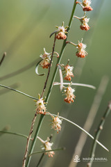 Reseda scoparia