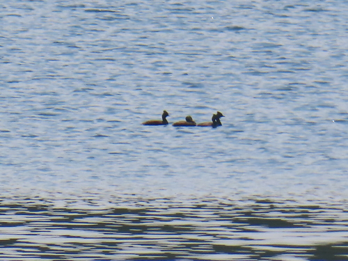 iNaturalist image