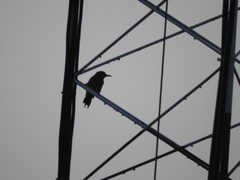 Melanerpes aurifrons
