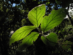 Viburnum lasiophyllum