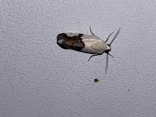 Ponometia cuta