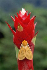 Pseudischnocampa