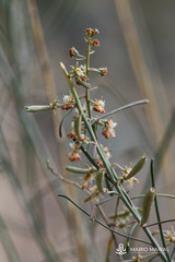Reseda scoparia