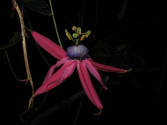 Passiflora longipes