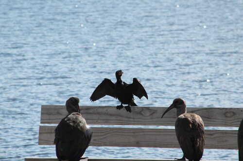 iNaturalist image