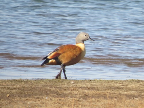 iNaturalist image