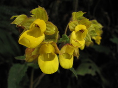 Calceolaria perfoliata