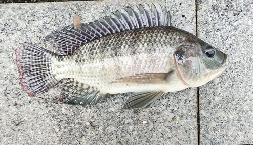 Nile Tilapia
