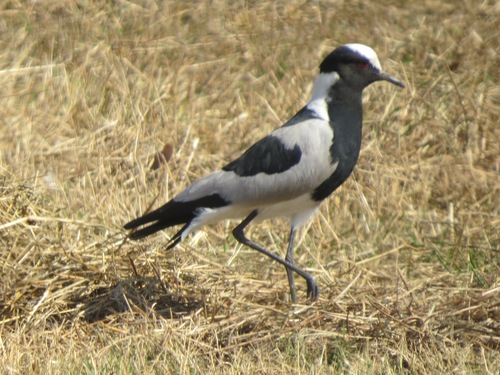 iNaturalist image