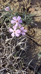 Phlox longifolia
