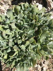Crassula arborescens undulatifolia