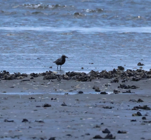 iNaturalist image