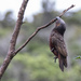 Kaka and Kea - Photo (c) Shaun Lee, some rights reserved (CC BY), uploaded by Shaun Lee
