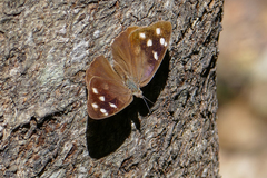 Eunica monima modesta