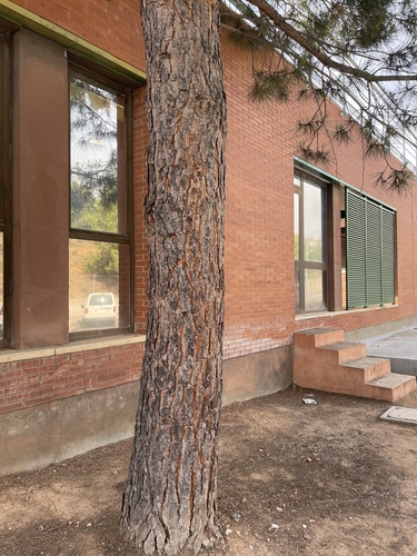 Stone pine