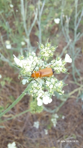 Zonitis flava