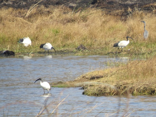 iNaturalist: (c) Gareth Bain, some rights reserved (CC BY-NC), uploaded by Gareth Bain iNaturalist image