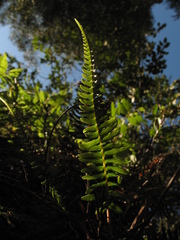Blechnum occidentale