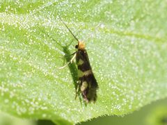 Micropterix schaefferi