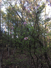 Rhododendron periclymenoides