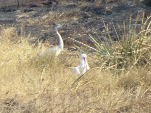 iNaturalist image