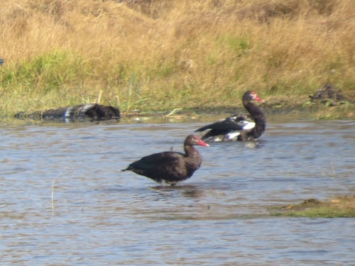 iNaturalist: (c) Gareth Bain, some rights reserved (CC BY-NC), uploaded by Gareth Bain iNaturalist image