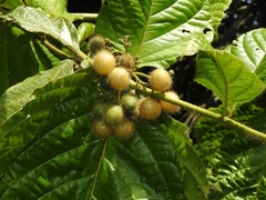 Cordia nodosa