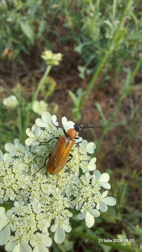 Zonitis nana