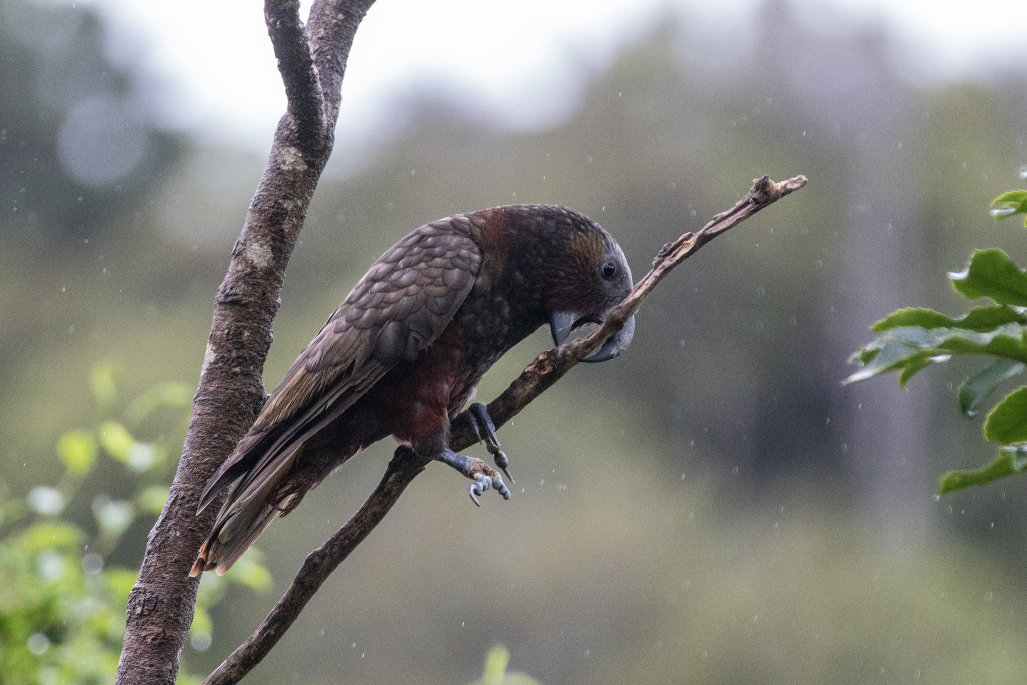 New Zealand Kaka illustration