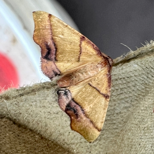 Straight-lined Plagodis Moth photo 4