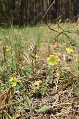 Alyssum montanum gmelinii