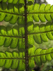 Dryopteris wallichiana