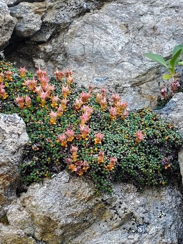 Saxifraga retusa, photograph 1