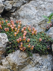 Saxifraga retusa