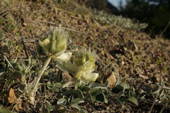Hedysarum candidum