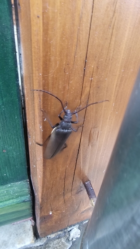grain support beetle