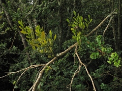 Dendrophthora clavata