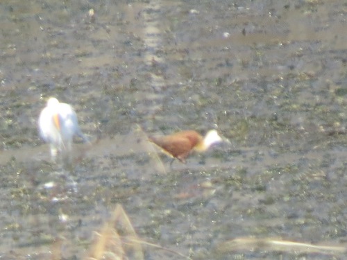 iNaturalist image