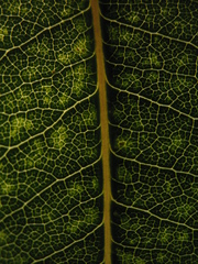 Pittosporum undulatum