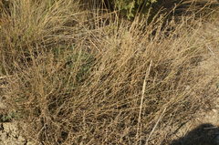 Camphorosma monspeliaca